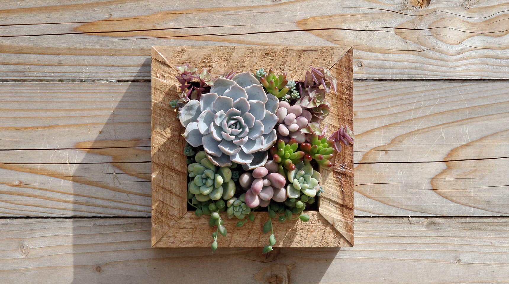 新しいブランド 多肉植物の寄せ植えアートフレーム｜寄せ植え教室 絵画