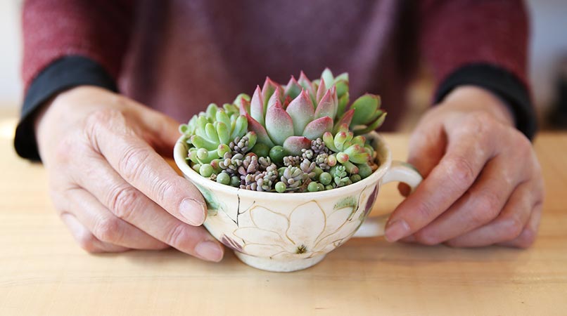 期間限定送料無料 - 多肉植物 寄せ植え〜スイカ陶器鉢のフルーツ寄せ ...