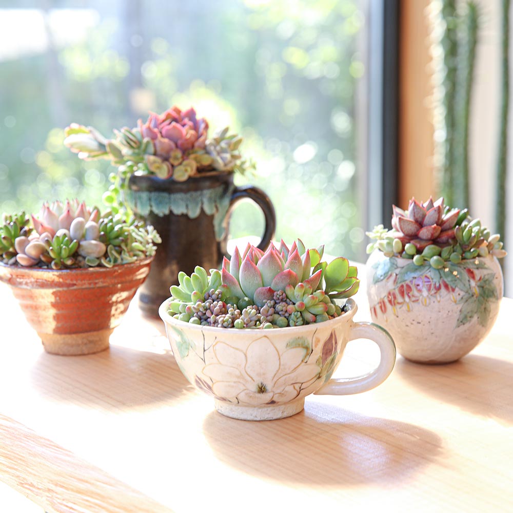 好みの器・鉢に多肉植物を寄せ植えしよう