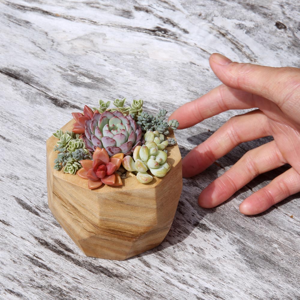 多肉植物の寄せ植え教室