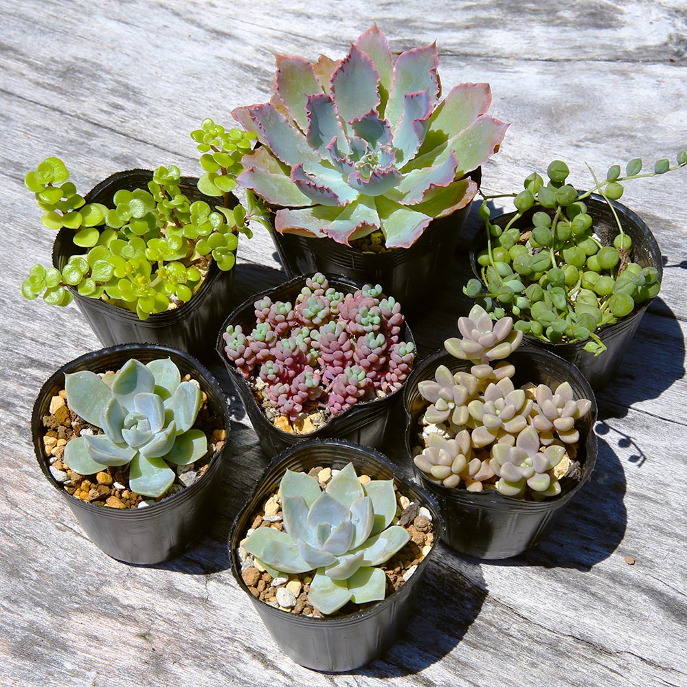 多肉植物の寄せ植えアートフレーム｜寄せ植え教室