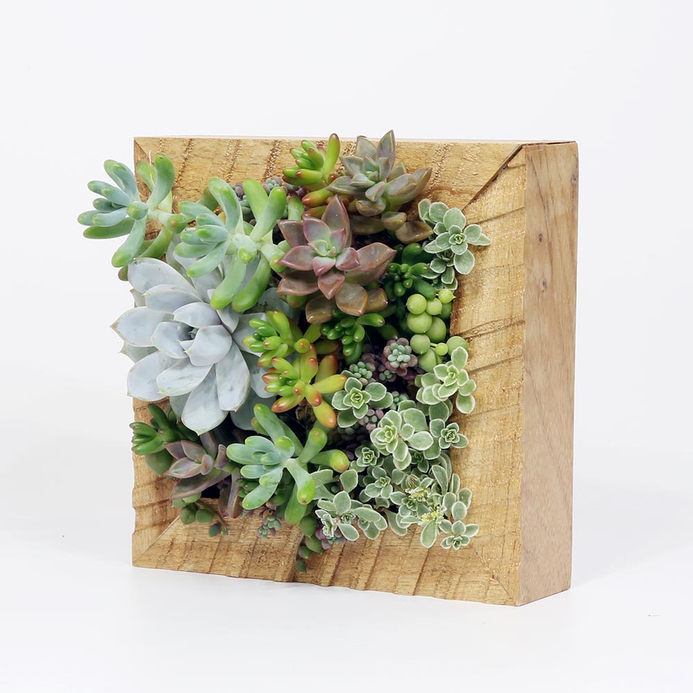 多肉植物の寄せ植えアートフレーム｜壁掛け額縁アレンジ