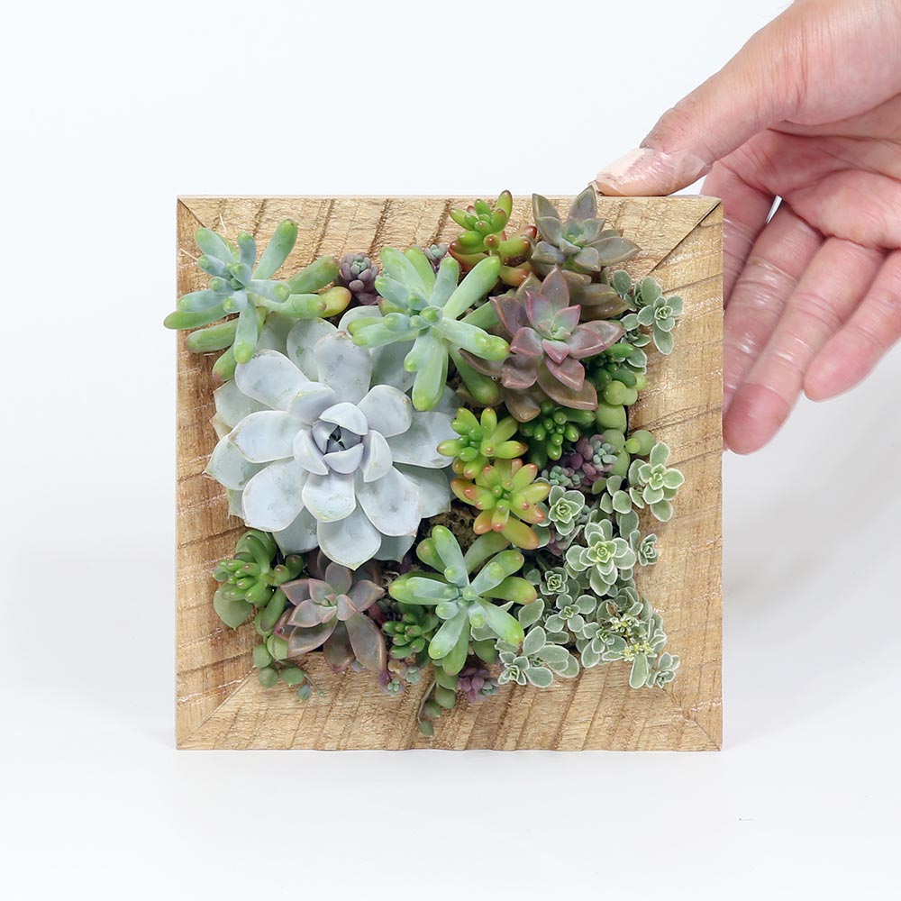 多肉植物の寄せ植えアートフレーム 壁掛け額縁アレンジ