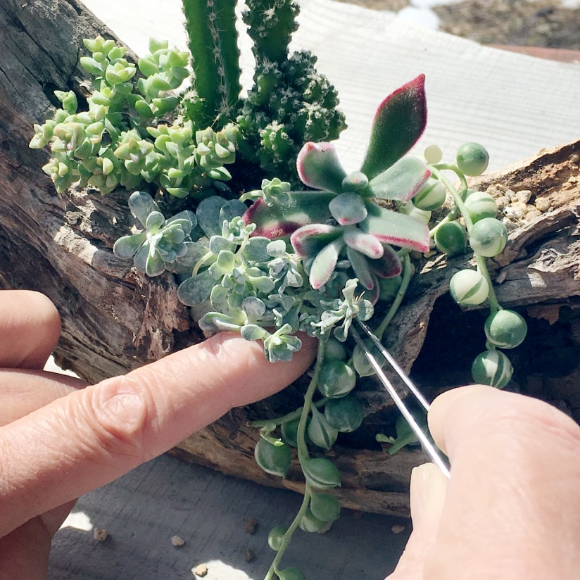 流木に多肉植物を寄せ植えする方法・作り方