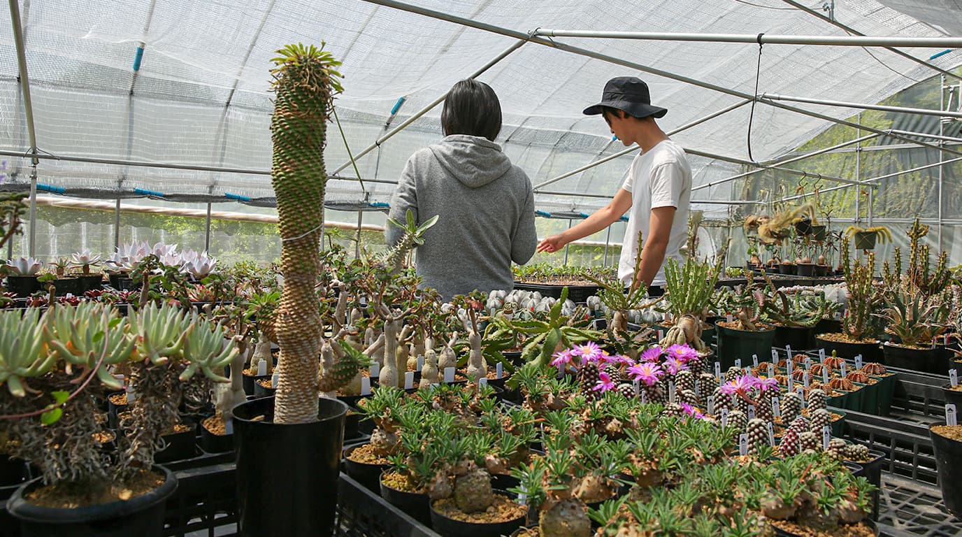 一本木（Ipponki）｜山梨の多肉植物・ウッドクラフト