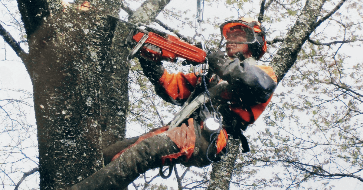 要注意！北杜市で危険木の伐採・枝落としでお悩みなら