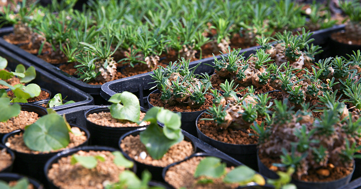 大きめのサボテン 多肉植物の群生 大豪丸 フォルモーサ エキノプシス サボテン 多肉植物 多肉植物