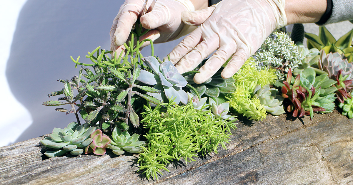 冬生育型の多肉植物 サボテンの育て方