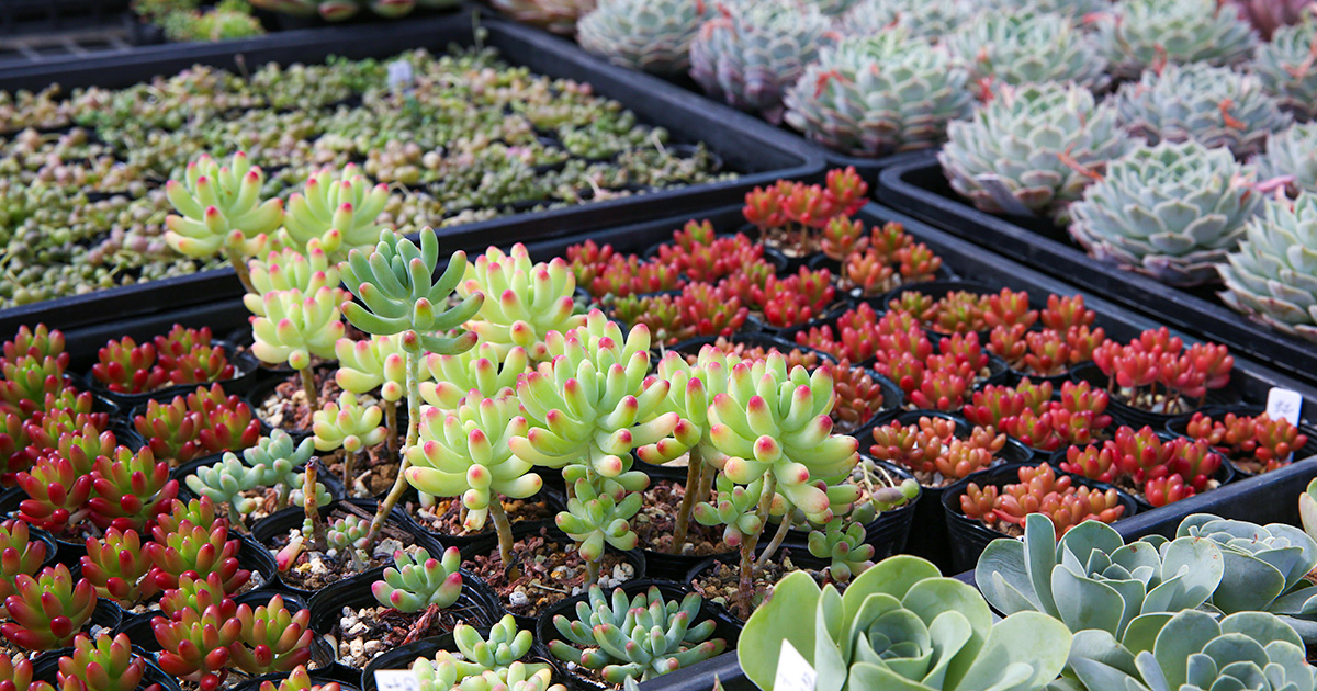 夏生育型の多肉植物・サボテンの育て方