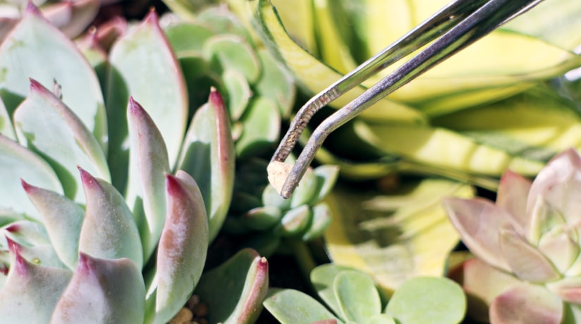 多肉植物のウッドプランターの作り方