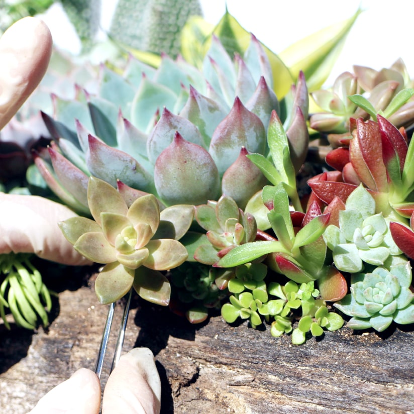 多肉植物のウッドプランターの作り方