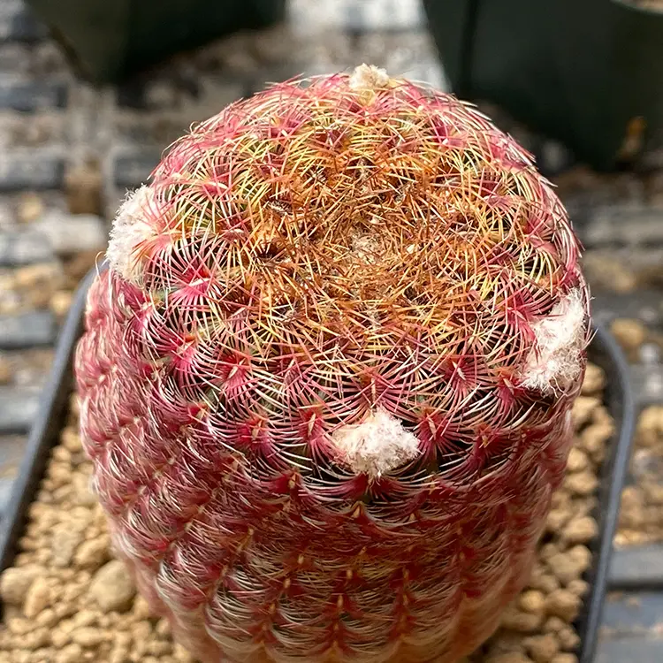 エキノセレウス 紫太陽の育て方