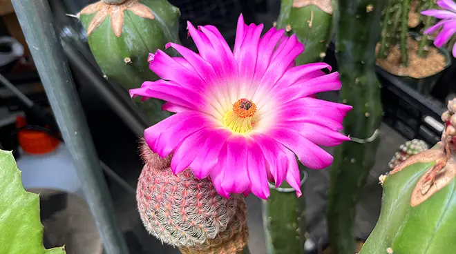 ⭐︎紫陽花⭐︎ エキノセレウス 紫太陽の育て方