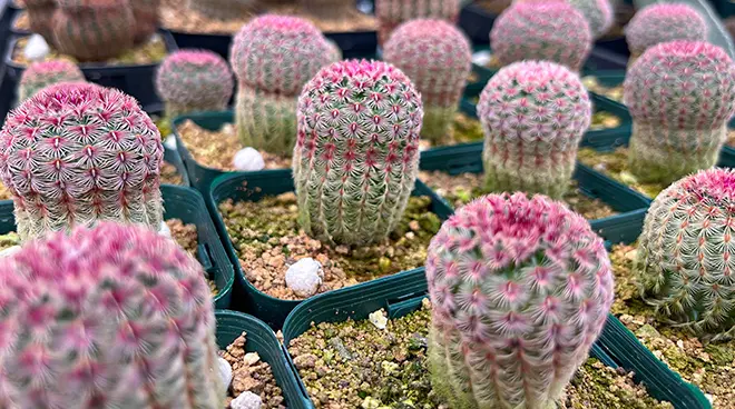 エキノセレウス 紫太陽の育て方