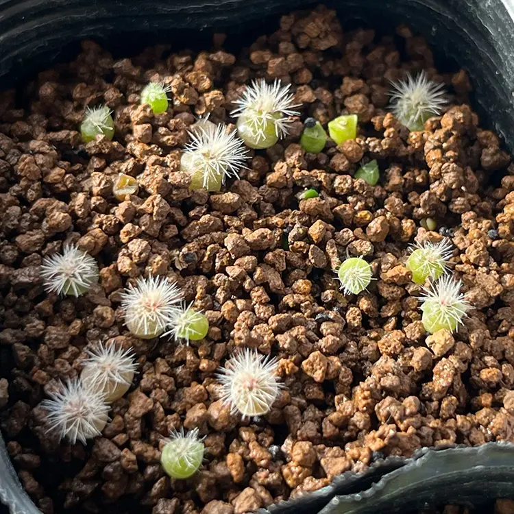 エキノセレウス 紫太陽の育て方