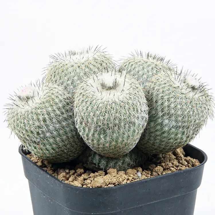 エピテランサ・かぐや姫(抜き苗) cactus-epithelantha-micromeris