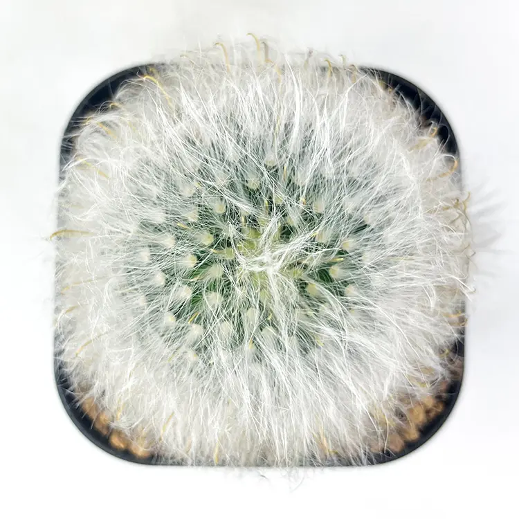 マミラリア 薫晃殿の育て方