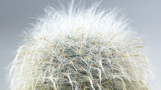 マミラリア 薫晃殿の育て方