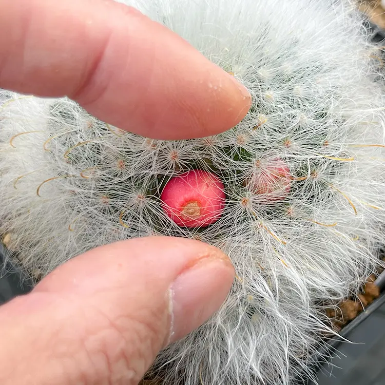 マミラリア 薫晃殿の育て方