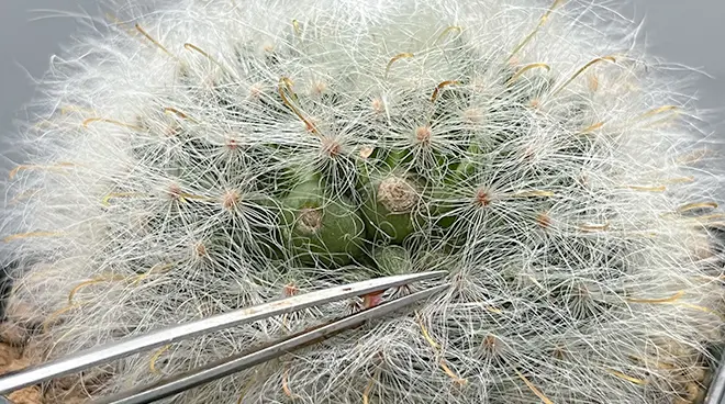 マミラリア 薫晃殿の育て方