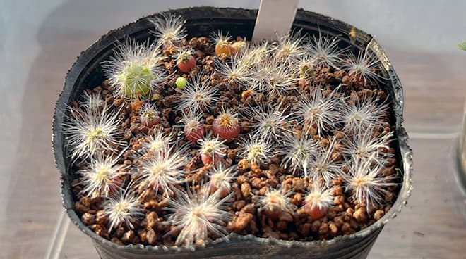 マミラリア 薫晃殿の育て方