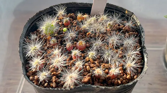 み*ん様 マミラリア 薫晃殿 大株 国内実生 鉢植え メルカリ便送料込み マミラリア 薫晃殿の育て方
