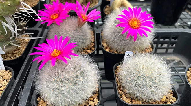 マミラリア 薫晃殿の育て方