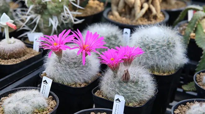 マミラリア 薫晃殿の育て方