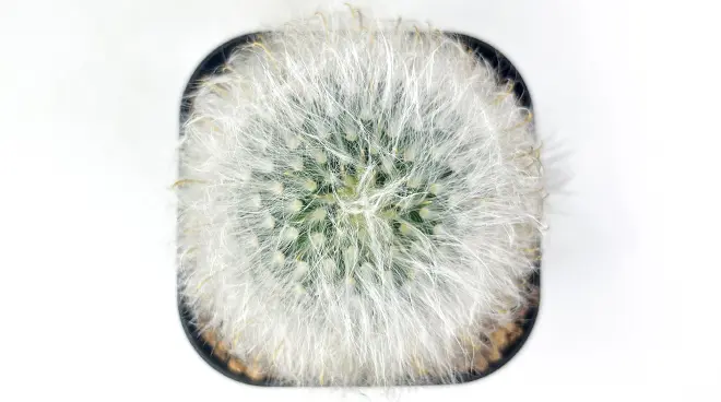 マミラリア 薫晃殿の育て方