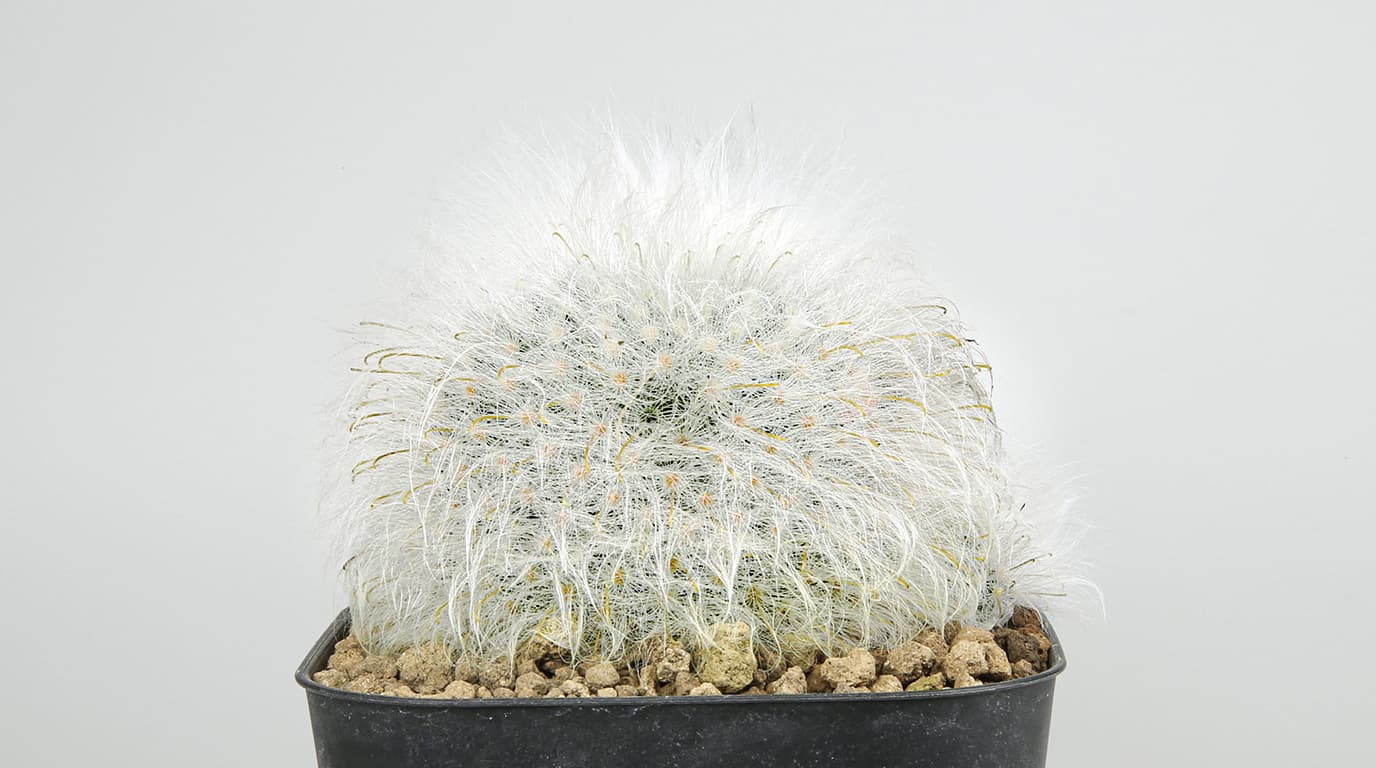 み*ん様 マミラリア 薫晃殿 大株 国内実生 鉢植え メルカリ便送料込み マミラリア 薫晃殿の育て方