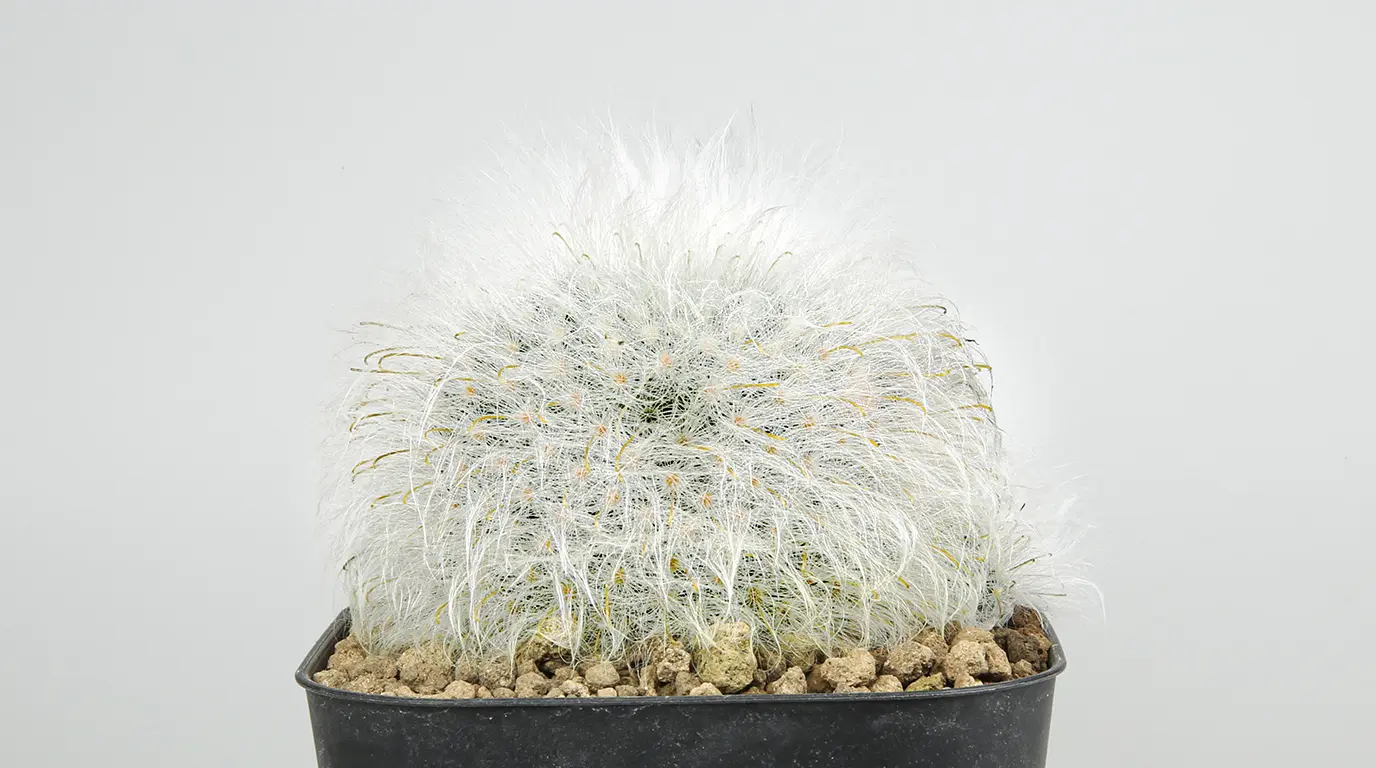 マミラリア　実生　個体名不明 マミラリア 薫晃殿の育て方