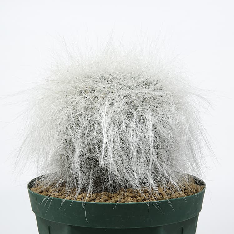 マミラリア 玉翁の育て方