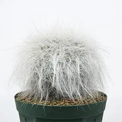 マミラリア 玉翁の育て方