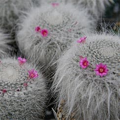 cactus-mammillaria-hahniana-