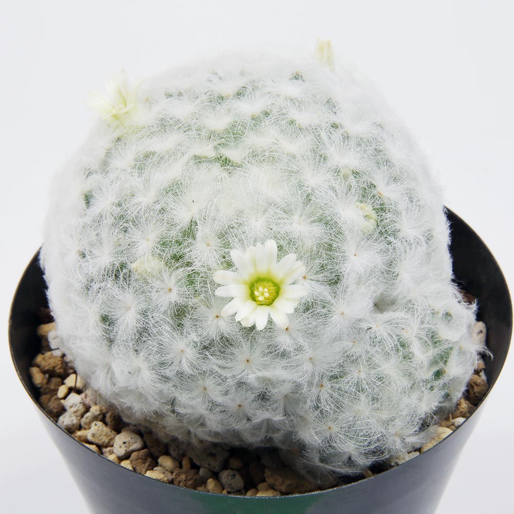 白星　群生大株　サボテンMammillaria plumosa  マミラリア