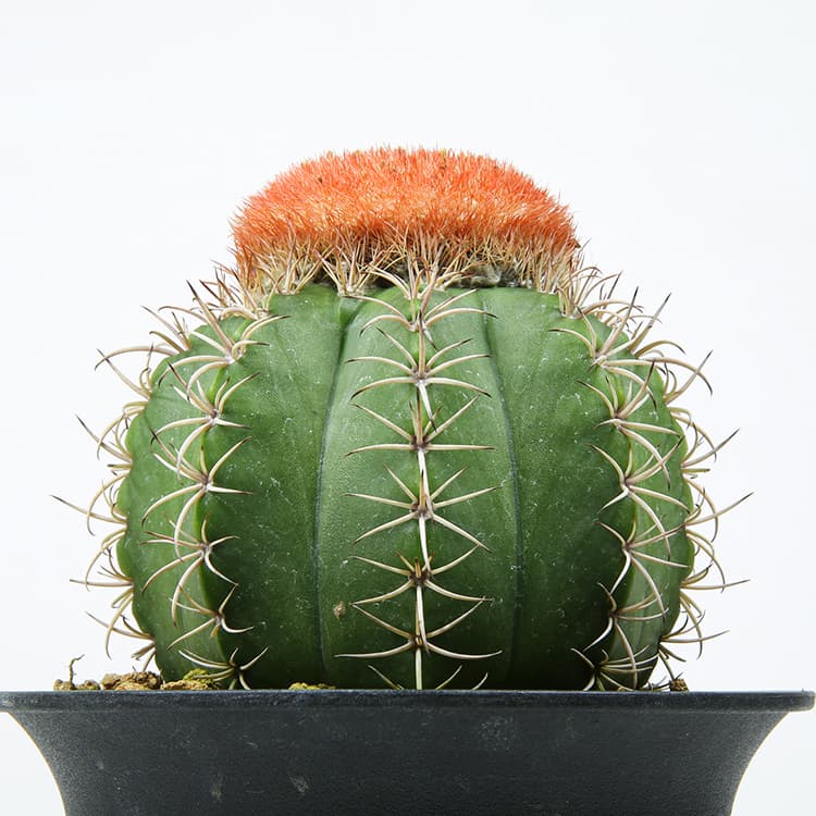 メロカクタス マタンザナスの育て方