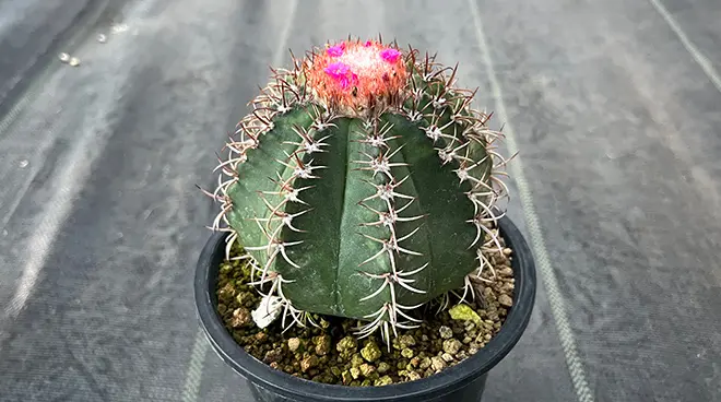 Melocactus matanzanus【メロカクタス・マタンザナス・実生