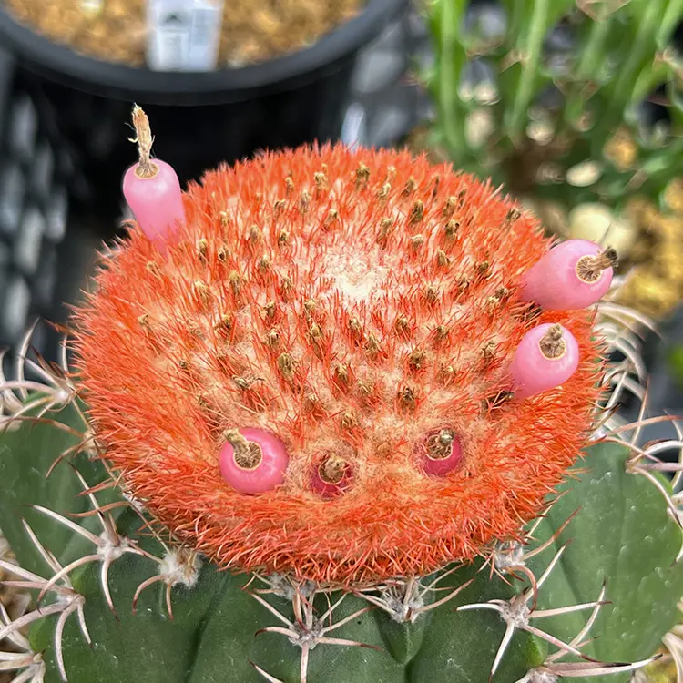 メロカクタス マタンザナスの育て方
