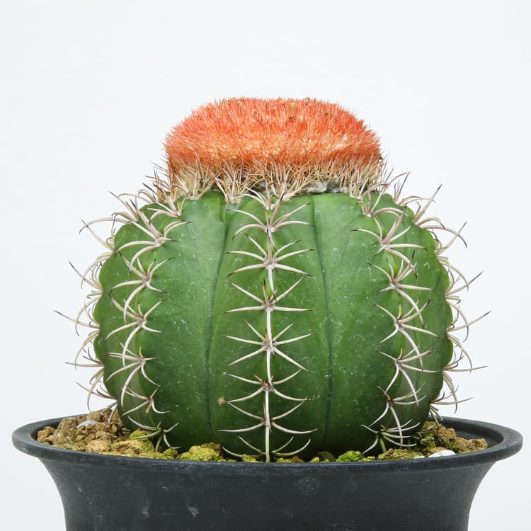 綴化サボテン モンスト のセレウス 岩石獅子 ドライガーデンに如何