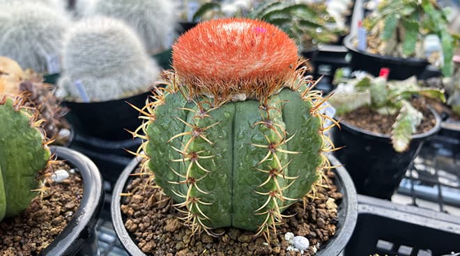 cactus-melocactus-matanzanus-