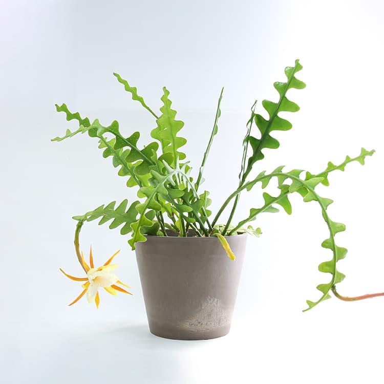 cactus-selenicereus-