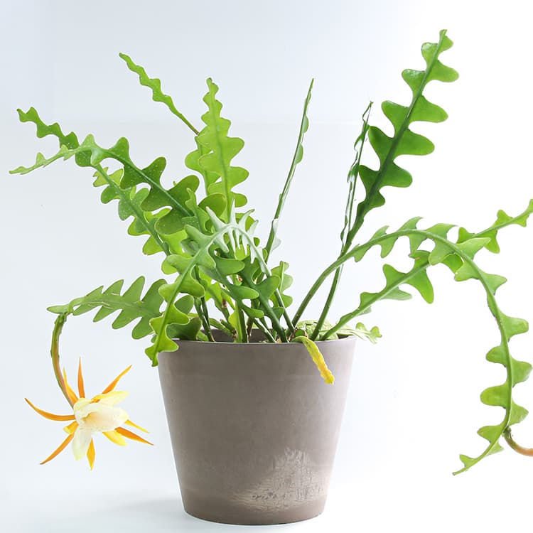 cactus-selenicereus-