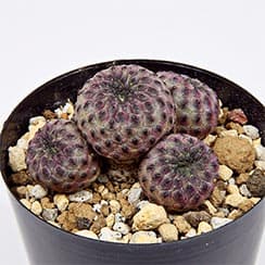 cactus-sulcorebutia-rauschii-