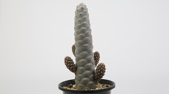 ☆多肉植物☆サボテン☆テフロカクタス【Tephrocactus