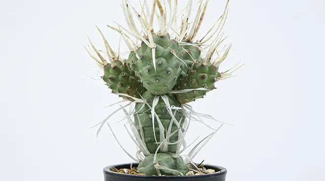 テフロカクタス 武蔵野の育て方