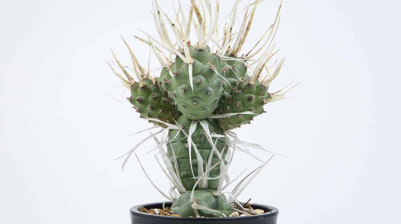 トゲなしタイプ　テフロカクタス　綺麗なまん丸つるつる　超大苗　根なし　サボテン トゲなしタイプ テフロカクタス 綺麗なまん丸つるつる 超大苗 根なし