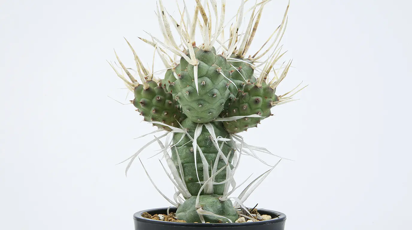 テフロカクタス　SSAナンバー種子　62種類　5粒ずつセット テフロカクタス 武蔵野の育て方