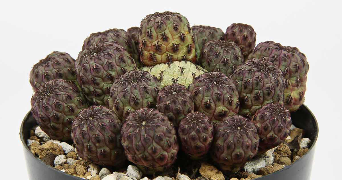 ogp-cactus-sulcorebutia-