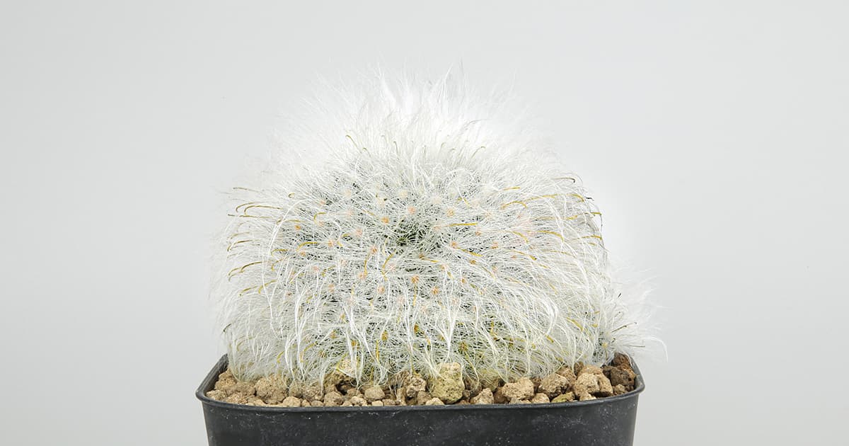 マミラリア 薫晃殿の育て方