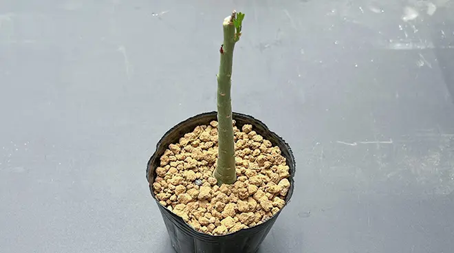 アデニア グラウカの育て方